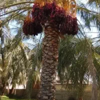 خوشه بری