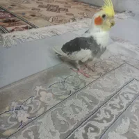 عروس هلندی های سخنگو