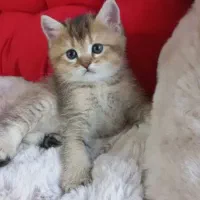 گربه بریتیش