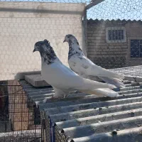 کبوتر پرشی|پرنده|اصفهان, بوستان ناژوان|دیوار