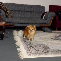 سگ پامر ماده