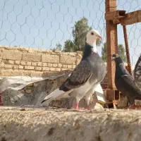 سه تا نر شازده کرمانی و جوقی