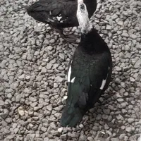 لیک معاوضه با بره و بز|حیوانات مزرعه|گرگان, |دیوار