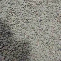 باسلام من کشاورز حاصل زحمت یک سال عدس مشکین شهر|خوردنی و آشامیدنی|بهارستان, |دیوار