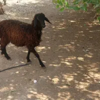 بره