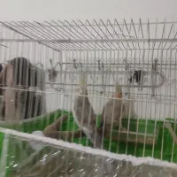 جفت عروس