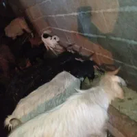 بز آبستن داشتی|حیوانات مزرعه|دورود, |دیوار