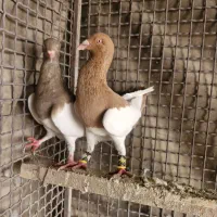 یهودی کبود|پرنده|بشاریات, |دیوار