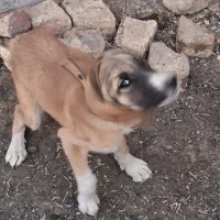 یک عدد سگ سراب توله|سگ|شازند, |دیوار