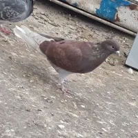 کفتر زاغ و سرخ|پرنده|قم, جوی شور|دیوار