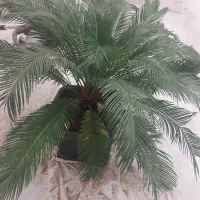 گل سیکاس دو عدد|گل و گیاه طبیعی|مشهد, شهرآرا|دیوار