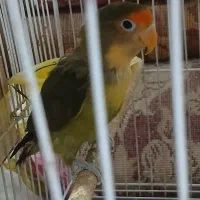 کوتوله نر فروشی