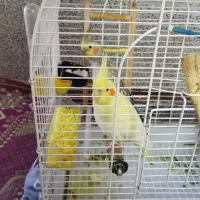 یه جفت عروس هلندی