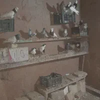 همه بشرط تخم وجوجه