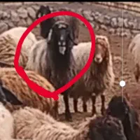 گوسفند گم شده|حیوانات مزرعه|سیلوانه, |دیوار