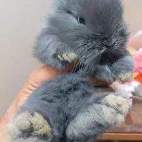 بچه خرگوش لوپ|موش و خرگوش|بندرعباس, |دیوار