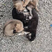 واگذاری ژرمن|سگ|چابکسر, |دیوار