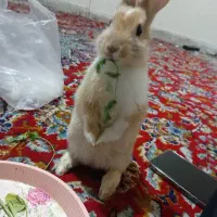 خرگوش روف فروشی