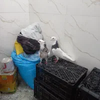 جفت طوقی کاکلی بشرط|پرنده|ری, علایین|دیوار