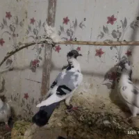 فروش 3عدد پلنگ کرمانی|پرنده|سراوان, |دیوار