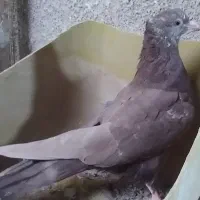 جوجه سینه|پرنده|مشهد, پایگاه شکاری|دیوار