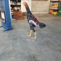 جوجه لاری|حیوانات مزرعه|اسلام‌شهر, شهرک امام حسین (میان آباد)|دیوار