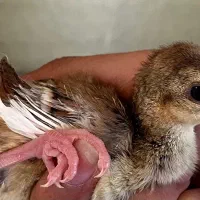 حراج جوجه طاووس «ابلغ سفید مصری شکلاتی»۷ روزه