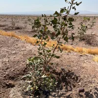 زمین-کشاورزی-پسته-سند-تک-برگ