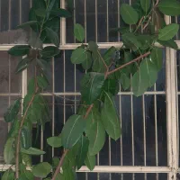 گل و گیاه