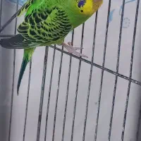 مرغ عشق هلندی زرد و سفید و اسپانگل|پرنده|باوی, |دیوار