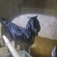 فروشی کهره نر چاق