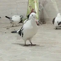 تعدادی کبوتر پرشی