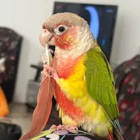 پرنده گم‌شده|حیوانات|بندر انزلی, بشمن|دیوار