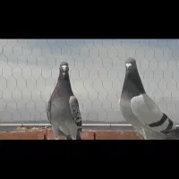 شکارسره ایی بدرنگ‌پلنگ سبز پلاکی