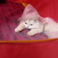 معاوضه گربه پرشین ماده با بچه گربه