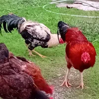 خروس لاری و محلی|حیوانات مزرعه|طاهرگوراب, |دیوار