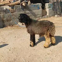 بره قوچی