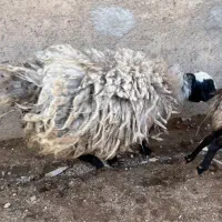 قوچ شال جنس|حیوانات مزرعه|بوئین زهرا, |دیوار