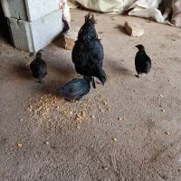 مرغ سیاه وجوجه|حیوانات مزرعه|قلعه شاهین, |دیوار