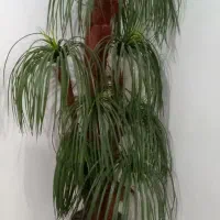 یک عدد پلوپز دوکاره ۱۸نفره و یک درختچه نخل