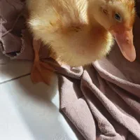 اردک|حیوانات مزرعه|اراک, |دیوار