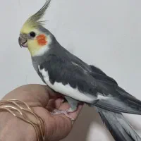 عروس هلندی|پرنده|الیگودرز, |دیوار