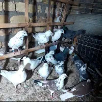 ۱۶ عدد کفتر همه رنگه|پرنده|آران و بیدگل, |دیوار