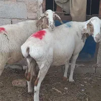 ۲۰میش زیرخاکی چینی عربی فقط کلی هرراس۲۸اسفدن