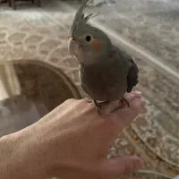 عروس هلندی دوماهه