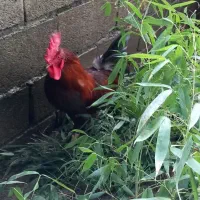 خروس  سنگین  وزن بزرگ