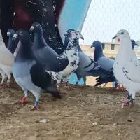 دسته کفتر پلاکی بیرون شهری