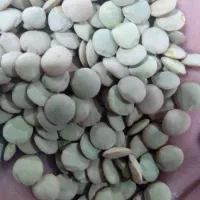 عدس‌درشت‌بوجاری‌شده‌‌یکدست