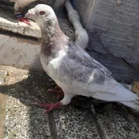 سار سرخ نر