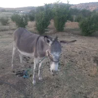 الاغ ماده|حیوانات مزرعه|معمولان, |دیوار